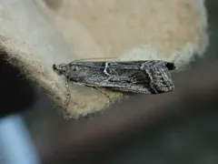 Ambesa walsinghami thumbnail 3
