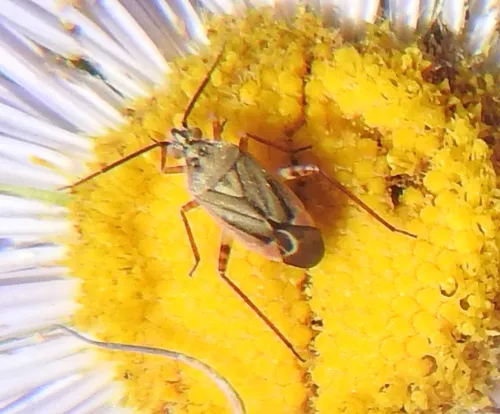 Red-spotted Aster Mirid