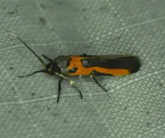 Kermes Scale Moth thumbnail 3