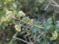 nevada ninebark thumbnail 2
