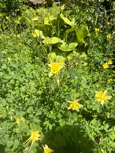 golden columbine