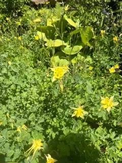 golden columbine thumbnail 1