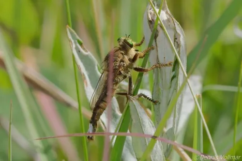 Promachus fitchii