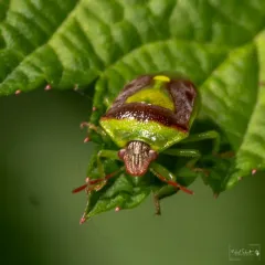 Green Burgundy Stink Bug thumbnail 2