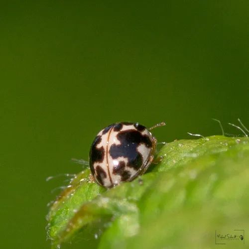 Twenty-spotted Lady Beetle