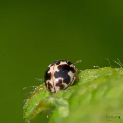 Twenty-spotted Lady Beetle thumbnail 1
