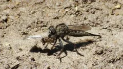 Crested Hammertail thumbnail 2
