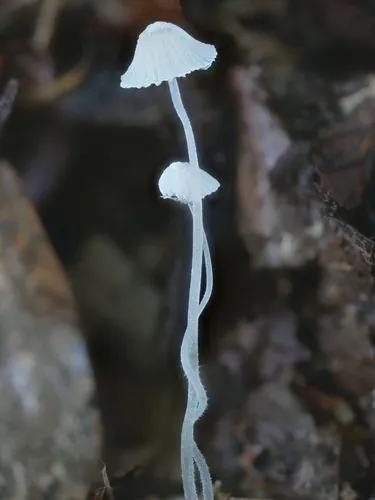 Mycena alphitophora