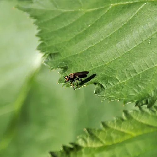 Eudioctria sackeni