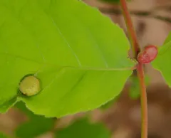 Phylloxera conica thumbnail 3