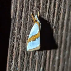 Straight-lined Vaxi Moth thumbnail 3