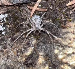 Rhysodromus alascensis thumbnail 4