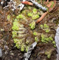 Jagged Notchwort thumbnail 4
