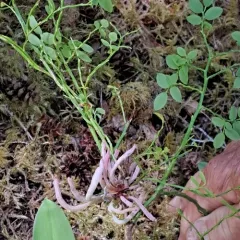 Exobasidium parvifolii thumbnail 4