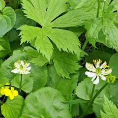 elkslip marsh-marigold thumbnail 4