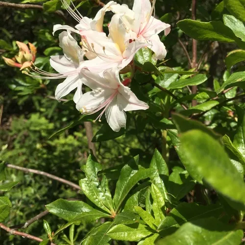 western azalea