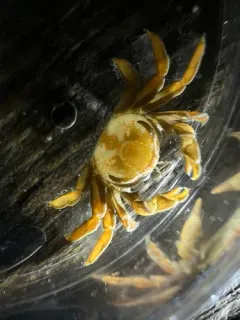 Grooved Mussel Crab thumbnail 4