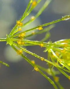 Braun's stonewort thumbnail 3