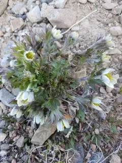 Little Belt Mountain Thimbleweed thumbnail 2