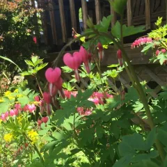Asian Bleeding-heart thumbnail 1