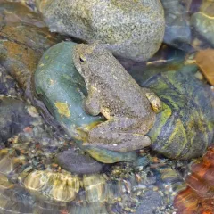 Foothill Yellow-legged Frog thumbnail 2