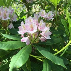 Pacific rhododendron thumbnail 3