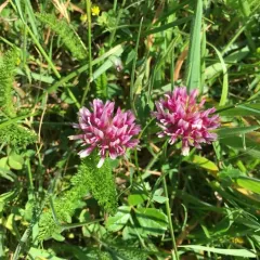 springbank clover thumbnail 1