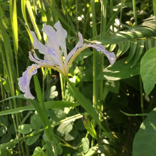Douglas iris