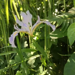 Douglas iris thumbnail 1