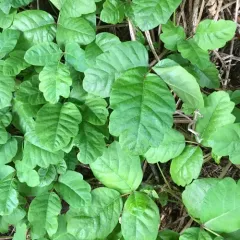 Pacific poison oak thumbnail 3
