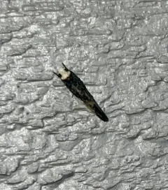 White-blotched Clothes Moth thumbnail 2