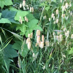 Greater Quaking Grass thumbnail 2