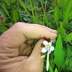 pale blue-eyed grass thumbnail 2