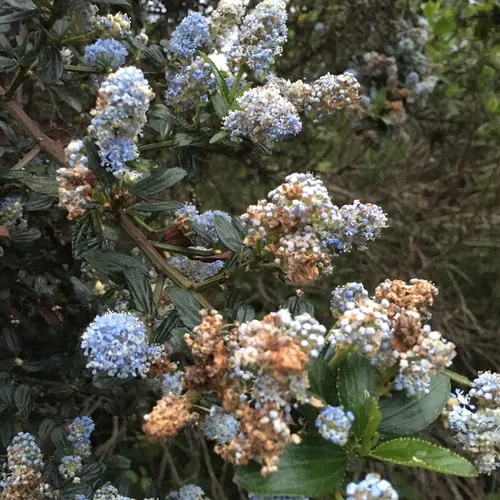blueblossom