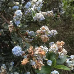 blueblossom thumbnail 1