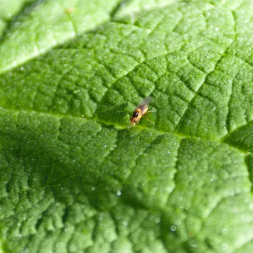 Thaumatomyia glabra
