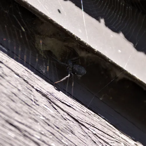 Utah Crab Spider