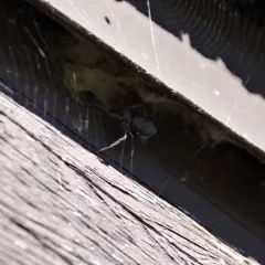 Utah Crab Spider thumbnail 1