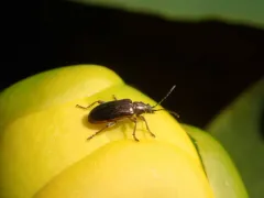 Fulvous-footed reed beetle thumbnail 4