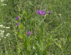 cobaea beardtongue thumbnail 3