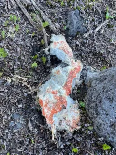 Byssonectria cartilaginea thumbnail 1