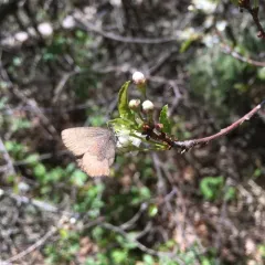 Brown Elfin thumbnail 2