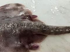 Round Skate thumbnail 2