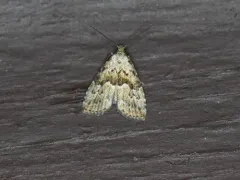 Franclemont's Hypenodes Moth thumbnail 4