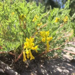 golden corydalis thumbnail 2