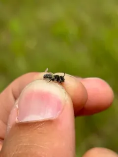 Calliopsis nebraskensis thumbnail 3
