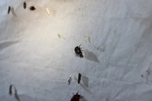 Telamona compacta