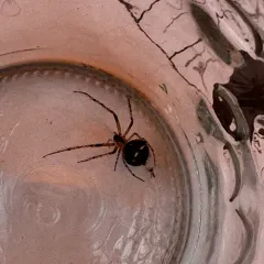 Common Pirate Spider thumbnail 3