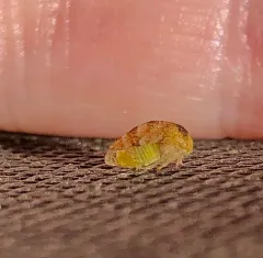 Cyrtolobus maculifrontis thumbnail 4