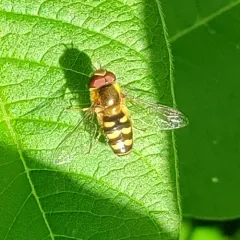 Western Loopwing Aphideater thumbnail 3